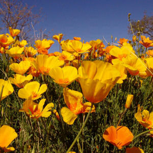 golden_poppy